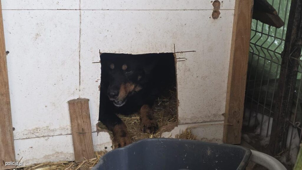 Zambrów’da hayvanlara kötü muamele: 11 köpek kötü koşullardan alındı 3 Zambrowda hayvanlara kotu muamele 11 kopek kotu kosullardan alin