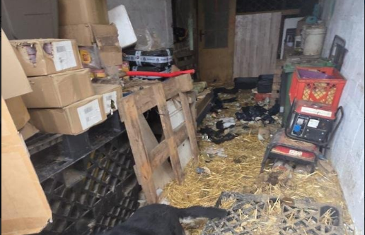 Zambrów’da hayvanlara kötü muamele: 11 köpek kötü koşullardan alındı 2 Zambrowda hayvanlara kotu muamele 11 kopek kotu kosullardan alind