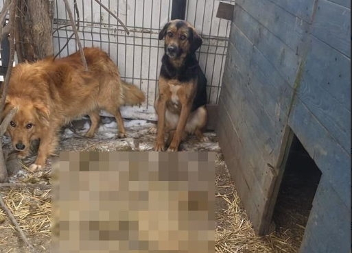 Zambrów’da hayvanlara kötü muamele: 11 köpek kötü koşullardan alındı 4 Zambrowda hayvanlara kotu muamele 11 kopek kotu kosullardan alindi