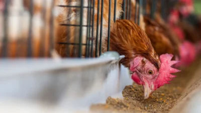 Cevresel kosullar karari oncesi tespit edilmesi gereken hususlar 38865