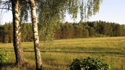 Devlet tarım arazisi satışı yasağı 2036'ya kadar uzatıldı 2 Devlet tarim arazisi satisi yasagi 2036 ya kadar uzatildi 37304