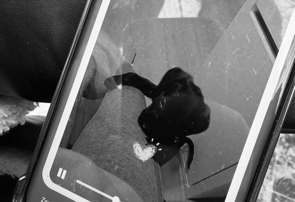 Garwolin'deki 'happy dog' barınağında protesto ve hayvan teslim edilmedi i̇ddiası 1 Garwolin deki happy dog barinaginda protesto ve hayvan teslim edilmedi i ddiasi 37691