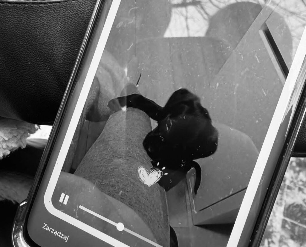 garwolin deki happy dog barinaginda protesto ve hayvan teslim edilmedi i ddiasi 37691