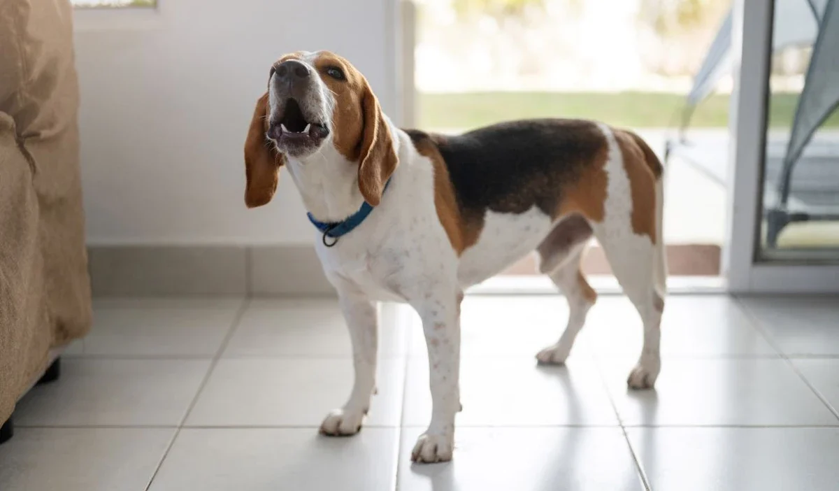 Hayvan zararlarindan kim sorumlu 37846