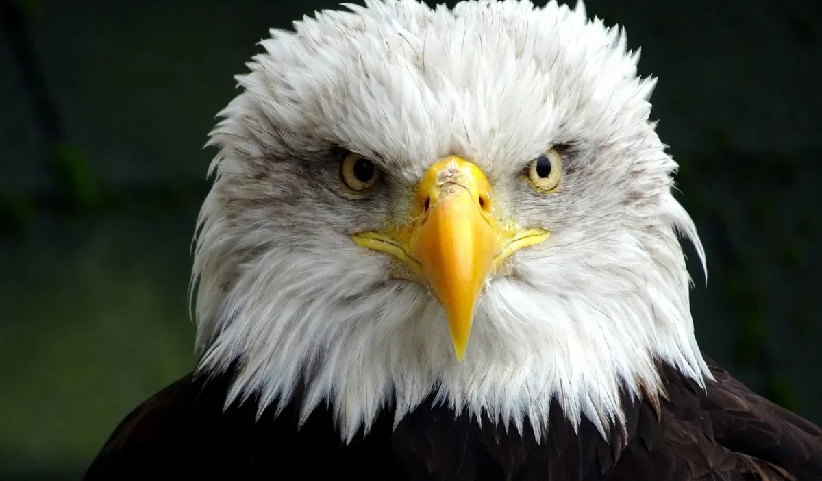 Inpost mobil da nakarm bielik kisisel veri i sleme ve uodo dan yanit 35977