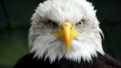 Inpost mobil da nakarm bielik kisisel veri i sleme ve uodo dan yanit 35977