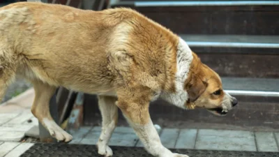 Kuduz aşısı zorunluluğu: yıllık uygulama bilimsel verilerle uyuşmuyor 🔍 4 Kuduz asisi zorunlulugu yillik uygulama bilimsel verilerle uyusmuyor 34201