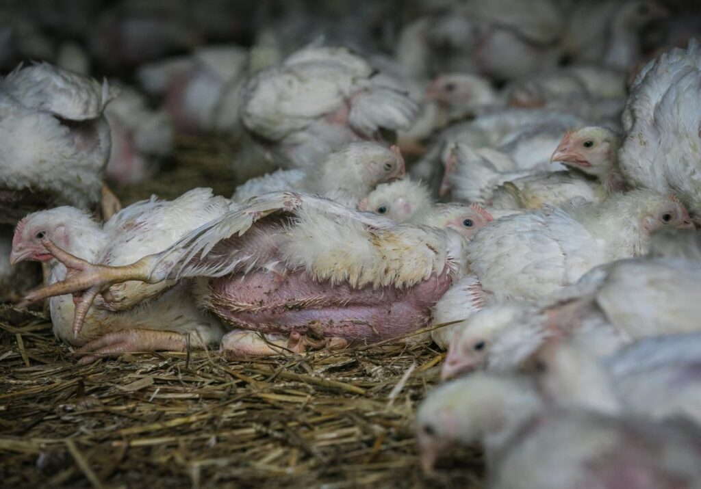 norvec te brojler ciftliklerinde donusum sureci basliyor 39064