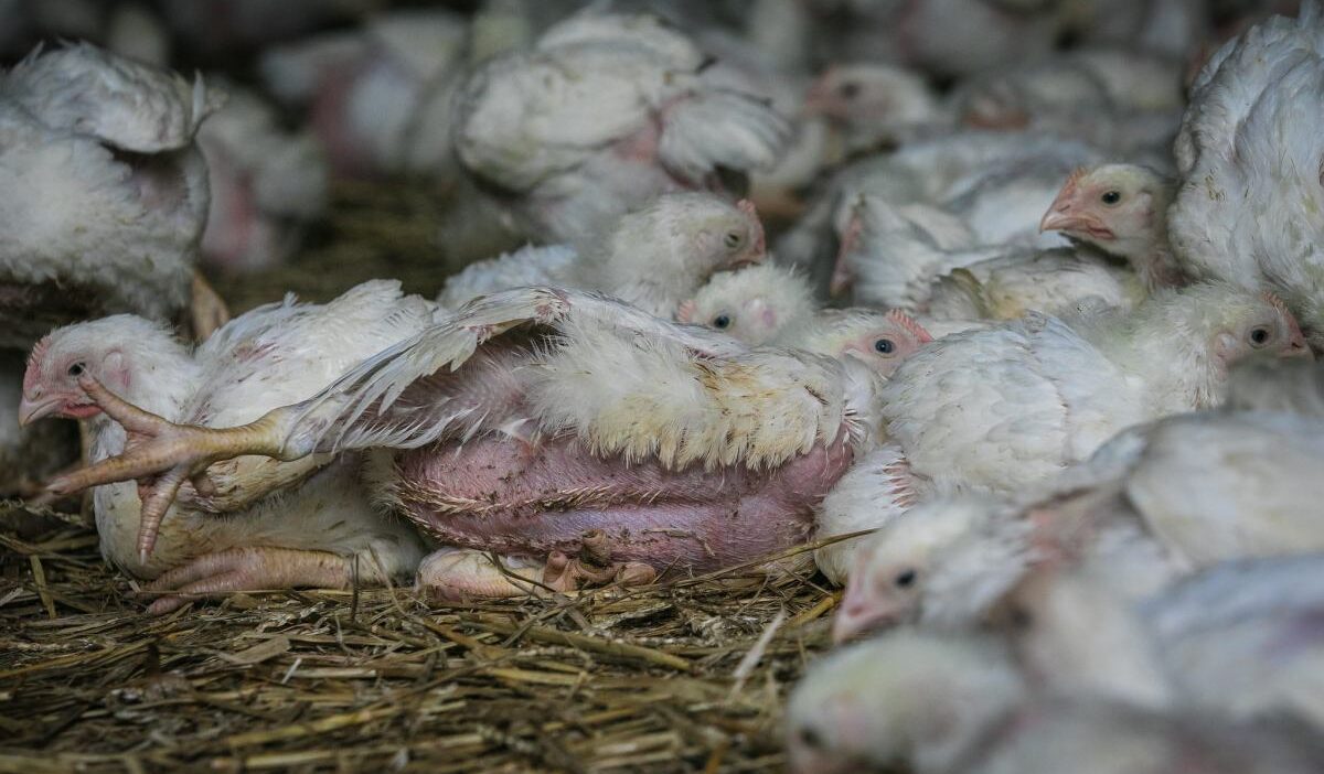 Norvec te brojler ciftliklerinde donusum sureci basliyor 39064