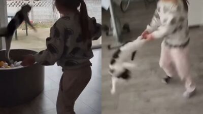 Ostr w wielkopolski cocugun kediye zalimce davranmalari 40081