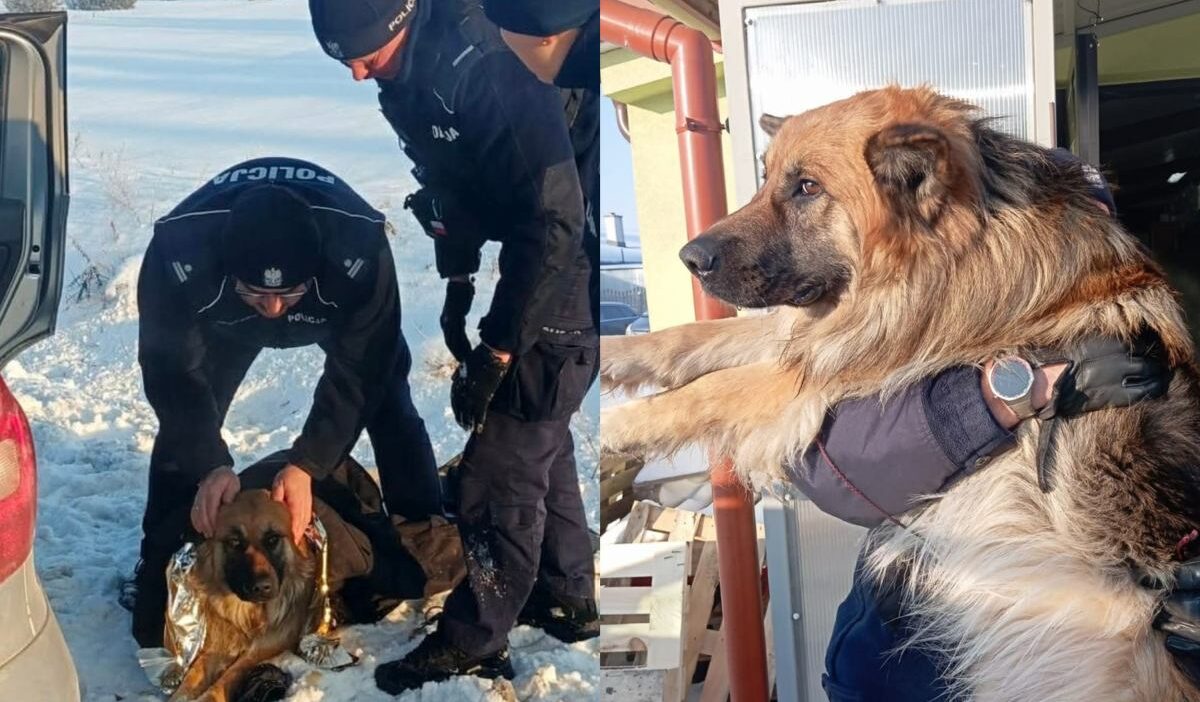 Polis donmus yolda yatan kopegi kurtardi 36984