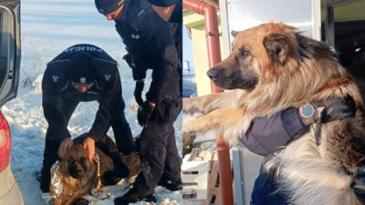 Polis donmuş yolda yatan köpeği kurtardı 4 Polis donmus yolda yatan kopegi kurtardi 36984