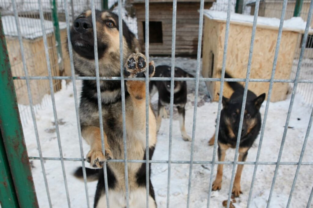 sejm de hayvan barinaklari kontrolu ulke geneli denetimler ve yeni yasa calismalari 39532