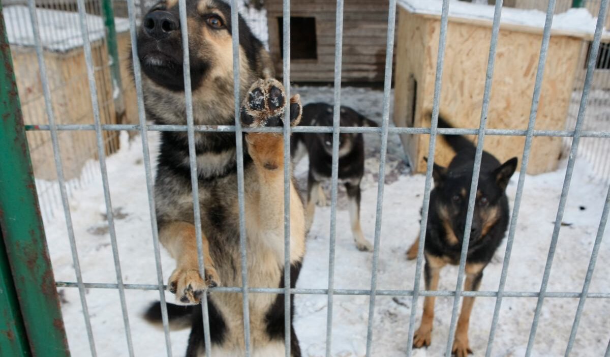 Sejm de hayvan barinaklari kontrolu ulke geneli denetimler ve yeni yasa calismalari 39532