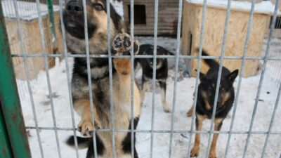 Sejm'de hayvan barınakları kontrolü: ülke geneli denetimler ve yeni yasa çalışmaları 3 Sejm de hayvan barinaklari kontrolu ulke geneli denetimler ve yeni yasa calismalari 39532
