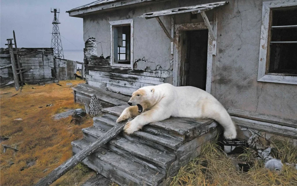 siddetli ataerkil ve patolojik sistem rusya nin devlet olma i ddiasi ve gercek dogasi 39902