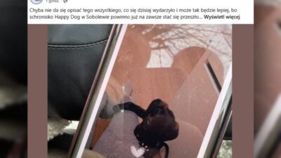 Sobołów hayvan barınağı kapanışı ve siyasi müdahale 3 Sobo w hayvan barinagi kapanisi ve siyasi mudahale 37679