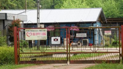 Sobolewie hayvan barınağı krizine başbakan tusk'tan tepki 2 Sobolewie hayvan barinagi krizine basbakan tusk tan tepki 37588