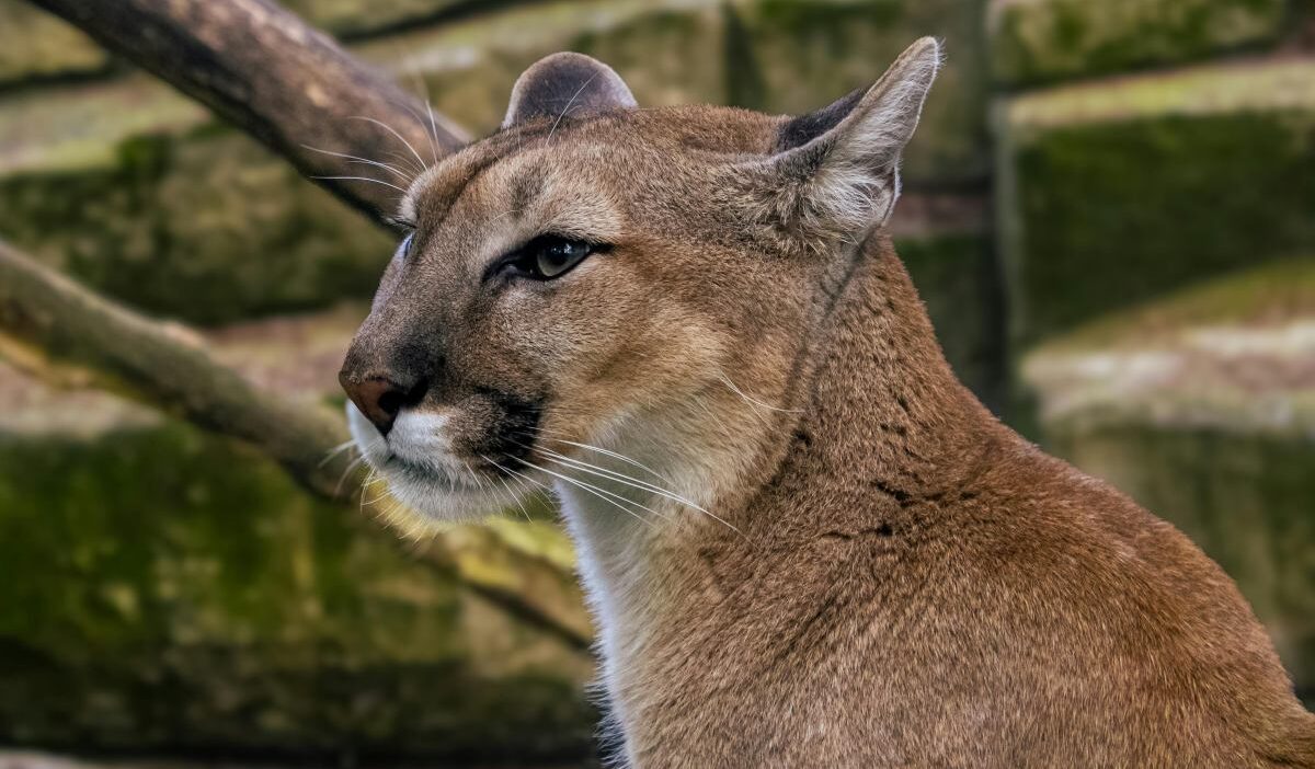 Strachomino da gorulen vahsi kedi yetkililer puma oldugunu saniyor 40828