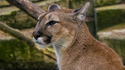Strachomino da gorulen vahsi kedi yetkililer puma oldugunu saniyor 40828