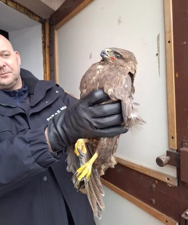 targ wek sakin yardim isteyen yabani kusu fark ederek ekopatrol e bildirdi 33539