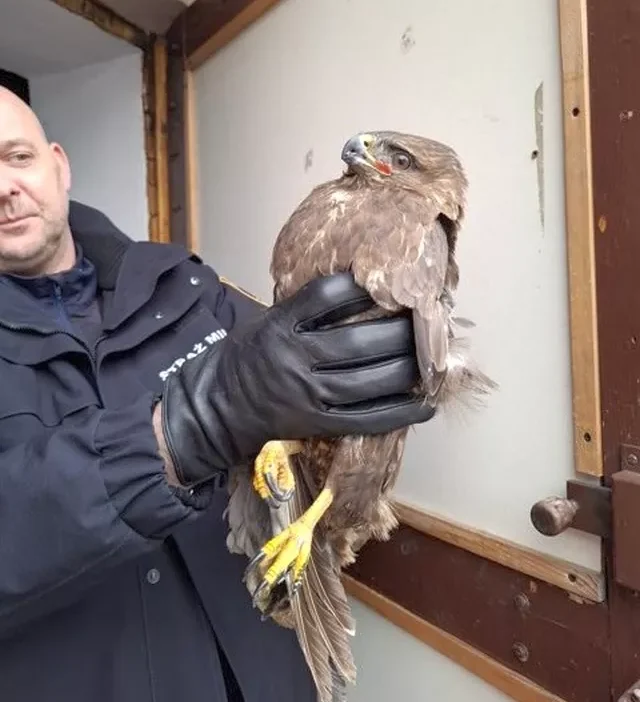 Targ wek vatandasi yarali dogan buldu ekopatrol e haber verdi 33429