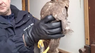 Targ wka sakini yarali atmacayi kurtarmak i cin ekopatrol u aradi 33663