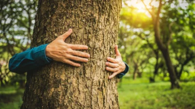 Tsue uyumlu orman kanunu tasarisi tartisma yaratti 34415