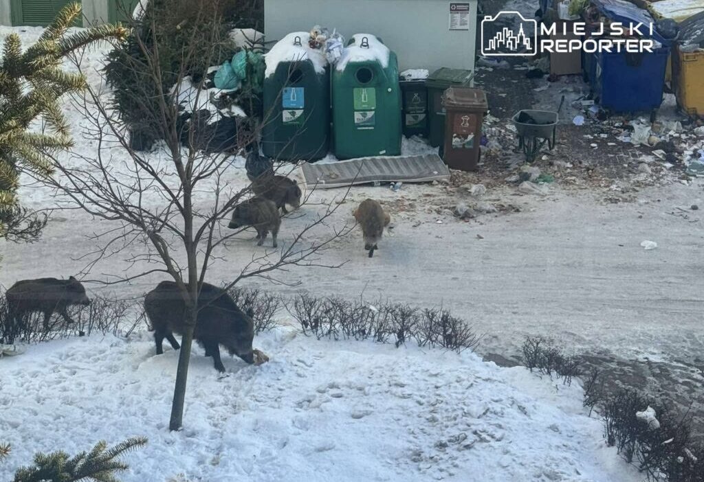 Varsova da vahsi domuz sorunu aluzyjna sokagindaki vatandaslar uyardi 35188