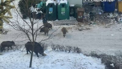 Varsova da vahsi domuz sorunu aluzyjna sokagindaki vatandaslar uyardi 35188