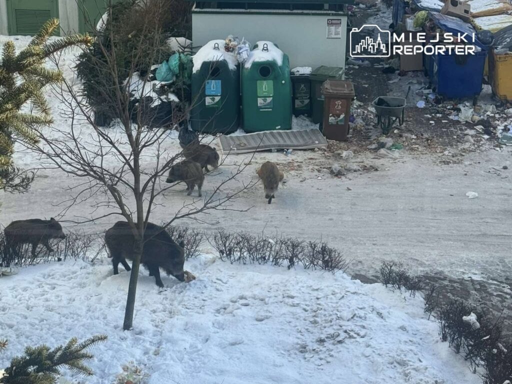 varsova da vahsi domuz sorunu aluzyjna sokagindaki vatandaslar uyardi 35188