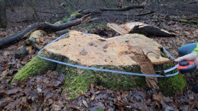 Wroc aw in korunan ormanlarinda yasli meselerin kesilmesi tespit edildi 36245