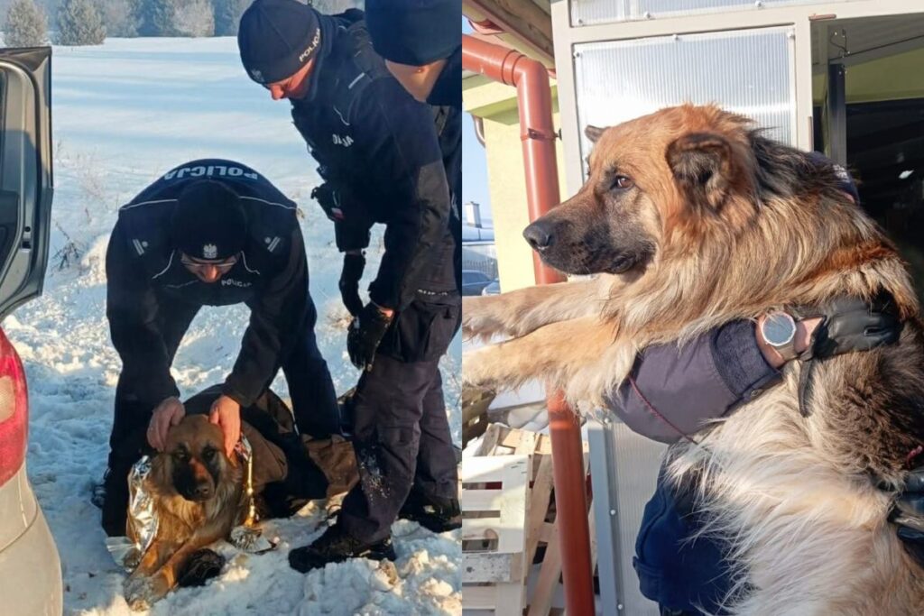 yol kenarinda donan kopegi polisler kurtardi 36718