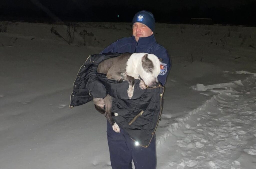 Tomaszow Lubelskide Polisler Donmak Uzere Olan Yarali Kopegi Kurtardi