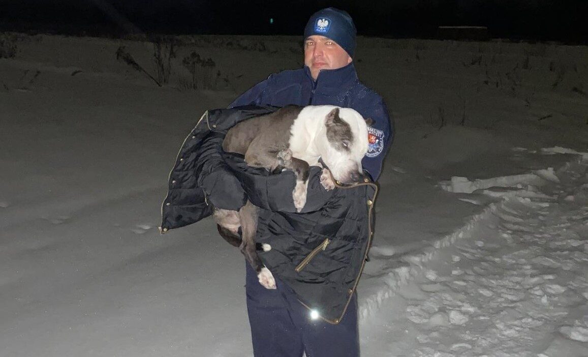 Tomaszow lubelskide polisler donmak uzere olan yarali kopegi kurtardi