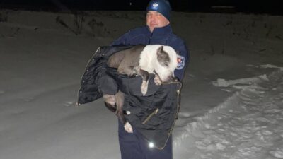 Tomaszow lubelskide polisler donmak uzere olan yarali kopegi kurtardi