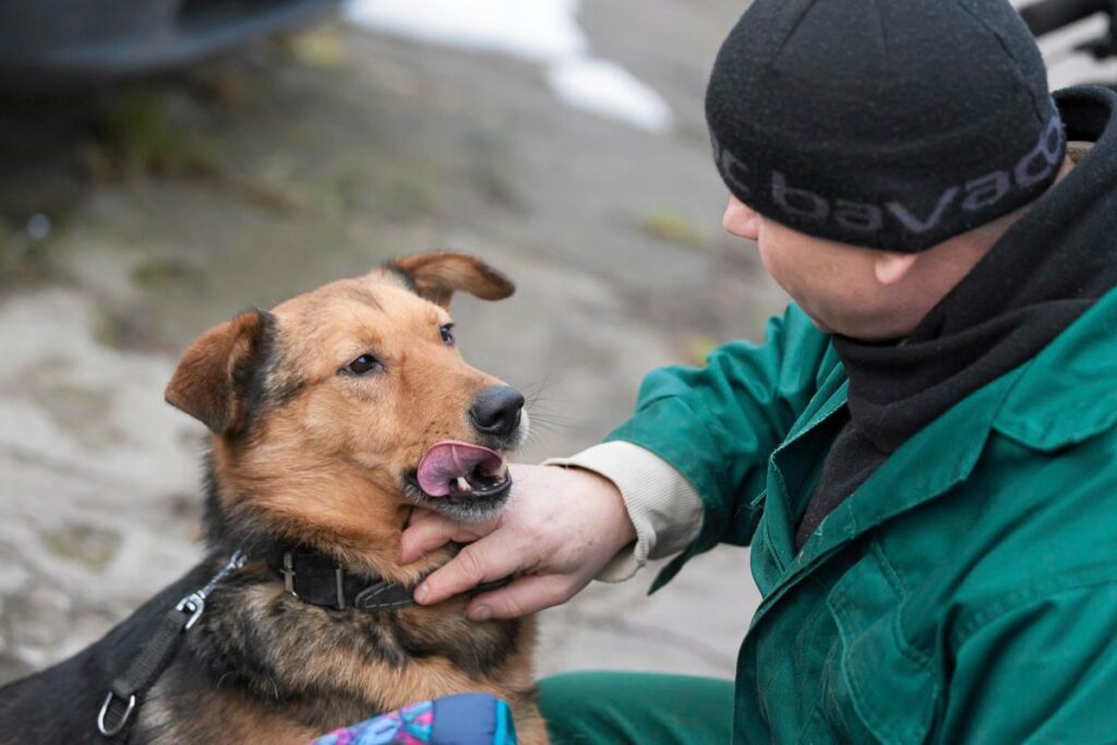 adalet bakanligi hayvan barinaklarindaki i hmallere karsi harekete gecti 43218