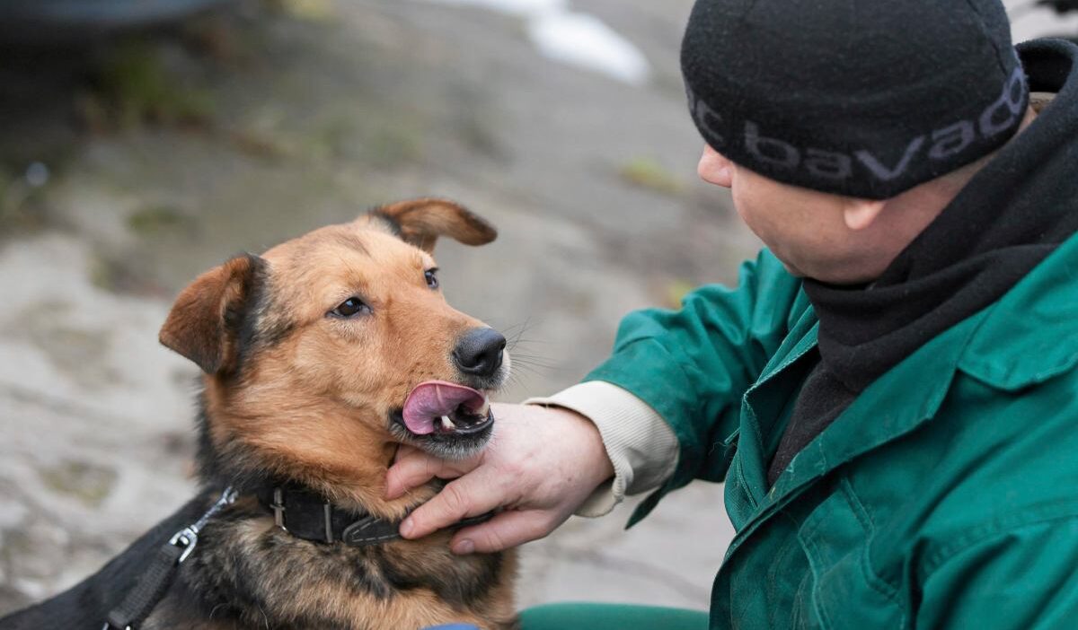 Adalet bakanligi hayvan barinaklarindaki i hmallere karsi harekete gecti 43218