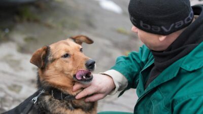Adalet bakanligi hayvan barinaklarindaki i hmallere karsi harekete gecti 43218