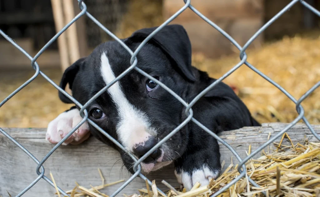 almanya da yasakli hayvan ticareti alarm verici boyutta ulasti 42854
