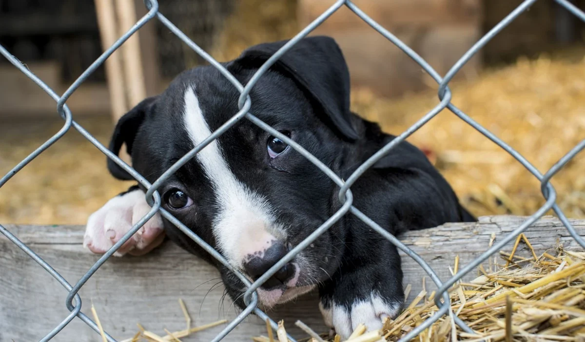 Almanya da yasakli hayvan ticareti alarm verici boyutta ulasti 42854