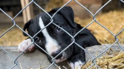 Almanya da yasakli hayvan ticareti alarm verici boyutta ulasti 42854