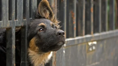 Barınak kaosu: devletin sistemsizliği ve toplumun i̇thali 4 Barinak kaosu devletin sistemsizligi ve toplumun i thali 47825