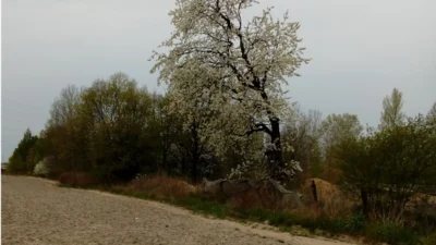 Devlet arazileri kiralama sozlesmesinde oncelikli satin alma hakki talebi 47522