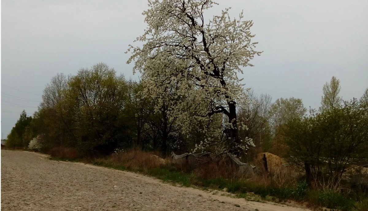 Devlet arazileri kiralama sozlesmesinde oncelikli satin alma hakki talebi 47522