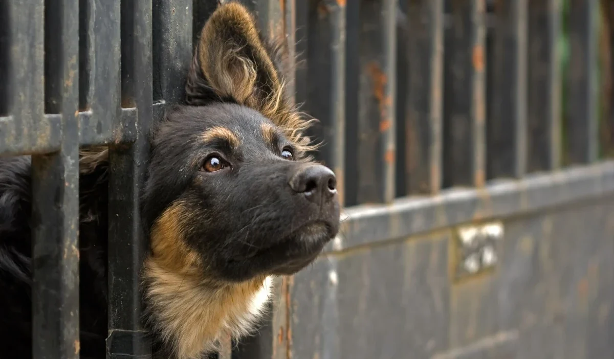 Devletin koruma sistemindeki çelişkili durum: barınak kontrolü ve toplumsal etki 1 Devletin koruma sistemindeki celiskili durum barinak kontrolu ve toplumsal etki 47843