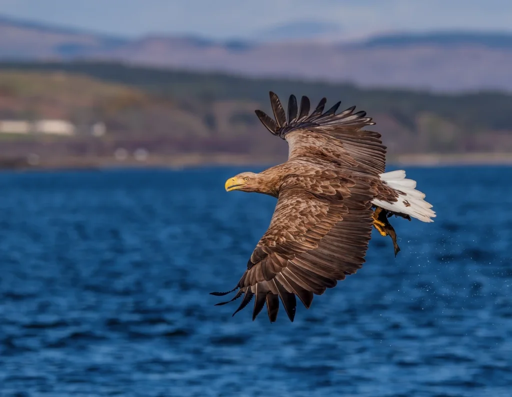 inpost tan nakarm bielika uygulamasi aciklamasi 41774