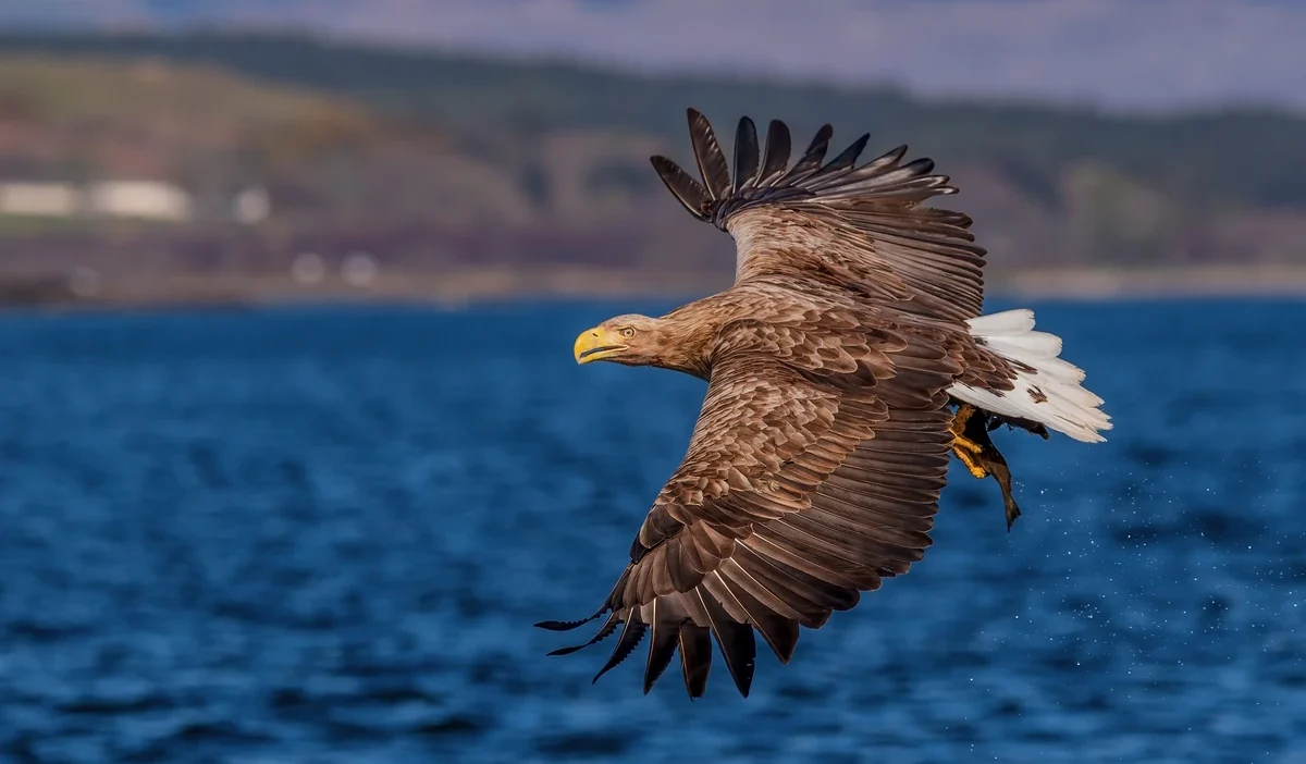Inpost tan nakarm bielika uygulamasi aciklamasi 41774