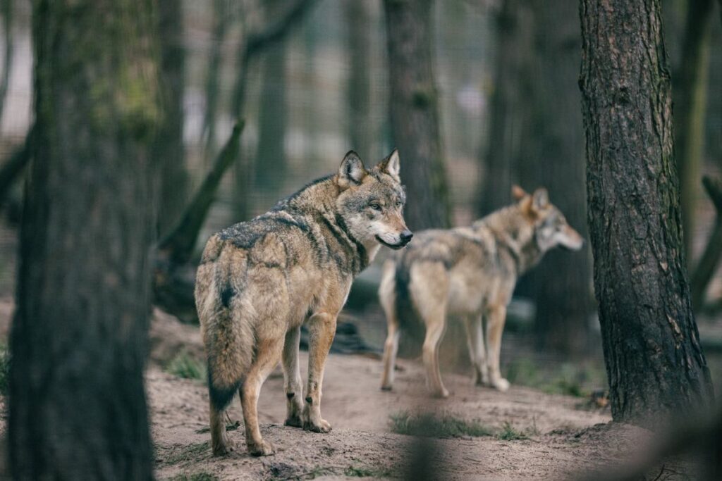 ma opolska da kurtlar geyik surusune saldirdi 42071
