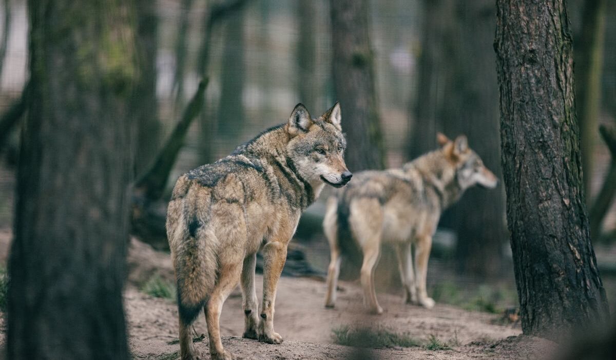 Ma opolska da kurtlar geyik surusune saldirdi 42071